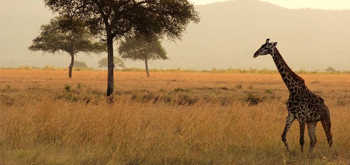 africa-body-720x0-80